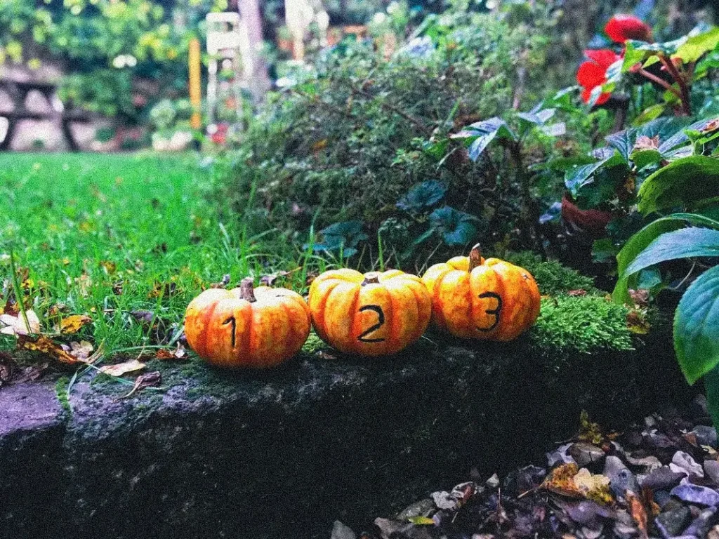 Garden Number Pumpkins Outdoor Nature Learning